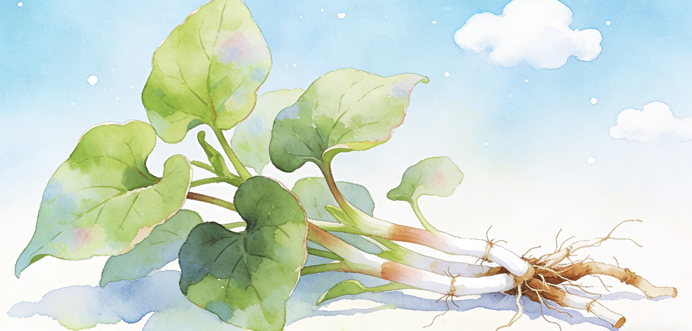 贵州本地新鲜折耳根